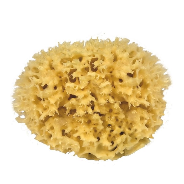 Croll & Denecke Natural Sea Sponge