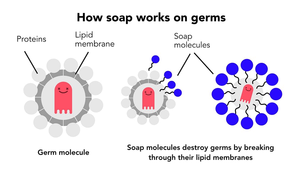 How Does Soap Work Soapaholics Com